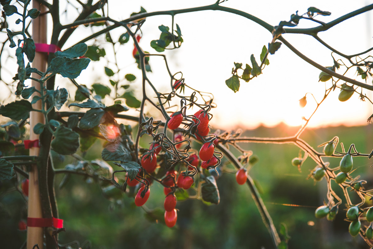 Azienda agricola canali-18