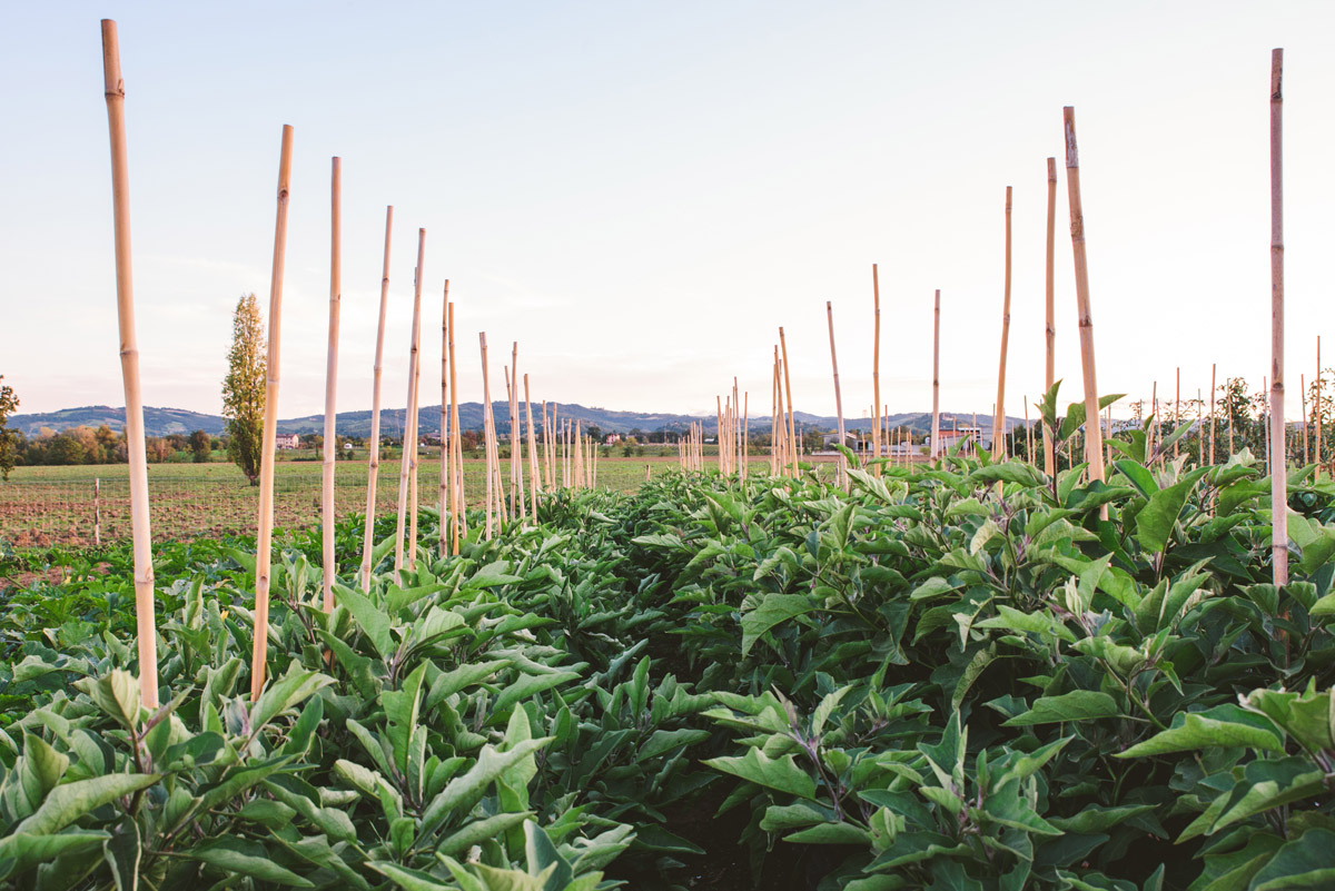 Azienda agricola canali-19