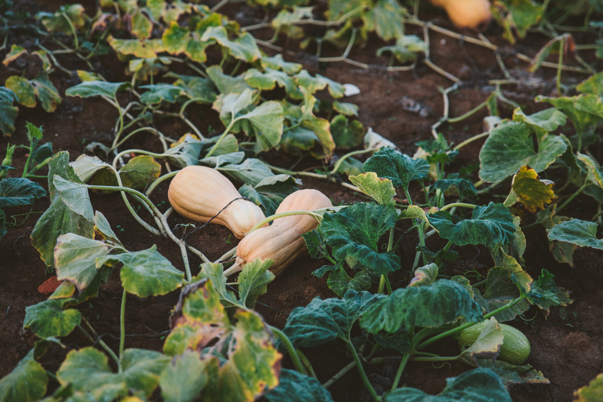 Azienda agricola canali-23